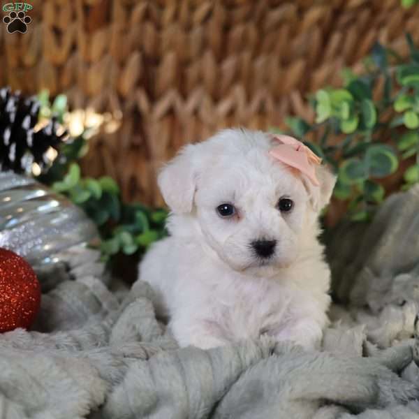 Holly (tiny), Bichon Frise Puppy